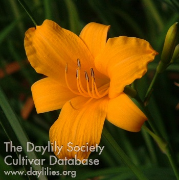 Daylily Boot Scoot'n California Recall